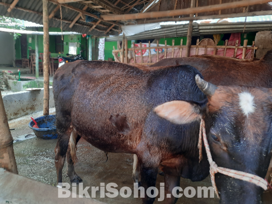 গরু